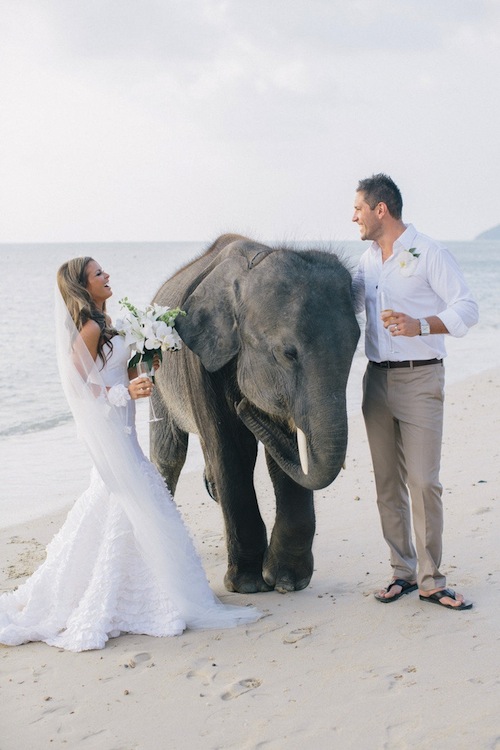 couple sur plage avec éléphant